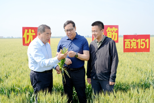 黄思光听取李学军教授“西宛151”品种选育推广情况介绍.jpg