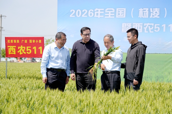 黄思光听取吉万全教授“西农511”品种选育推广情况介绍.jpg